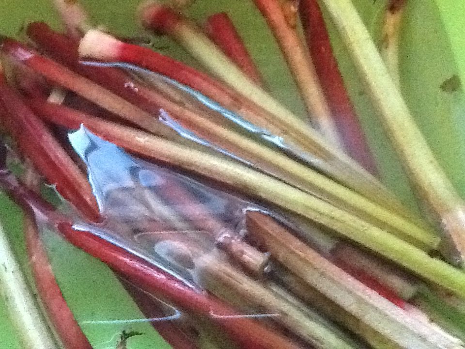 Rhubarb Relish Traditional Newfoundland Bonitas Kitchen 